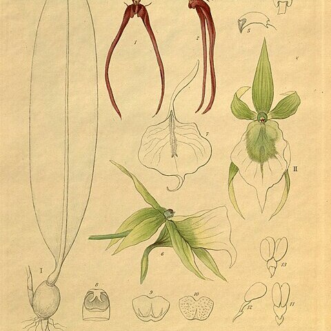 Bulbophyllum delitescens unspecified picture