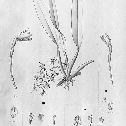 Maxillaria yauaperyensis unspecified picture