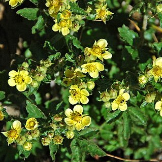 Potentilla rubricaulis unspecified picture