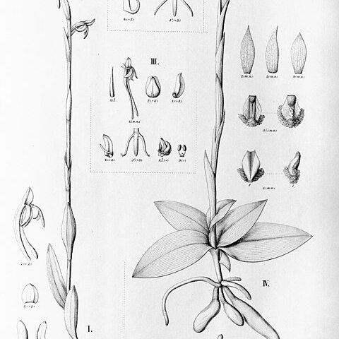 Habenaria santensis unspecified picture