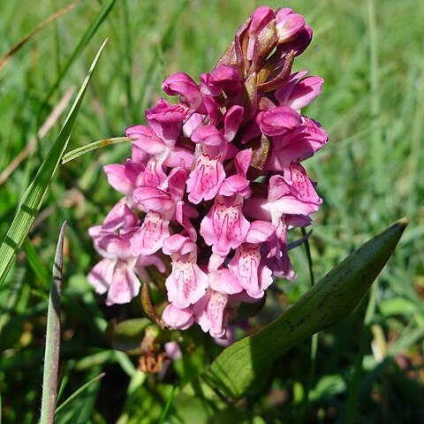 Dactylorhiza incarnata subsp. pulchella unspecified picture