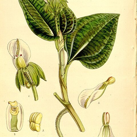 Nephelaphyllum pulchrum unspecified picture