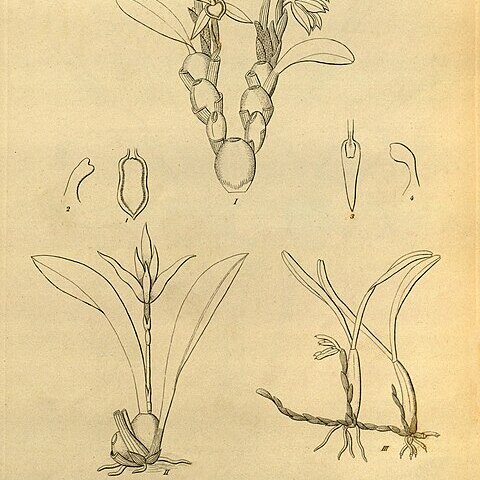 Maxillaria praetexta unspecified picture