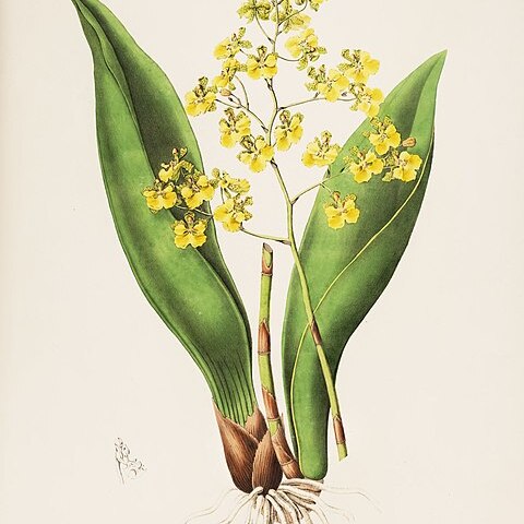 Trichocentrum cavendishianum unspecified picture