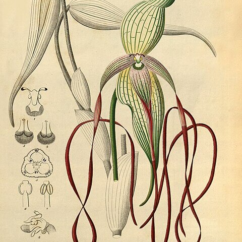 Phragmipedium lindenii unspecified picture