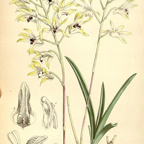 Dendrobium canaliculatum unspecified picture