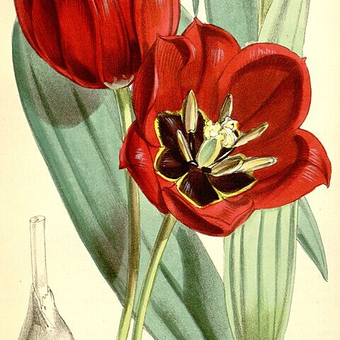 Tulipa undulatifolia var. undulatifolia unspecified picture