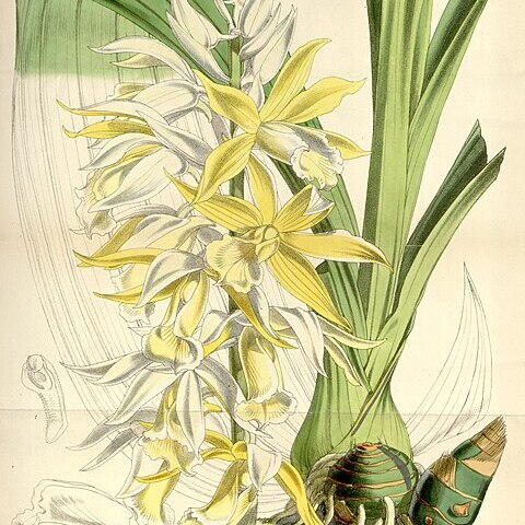 Phaius tankervilleae var. bernaysii unspecified picture