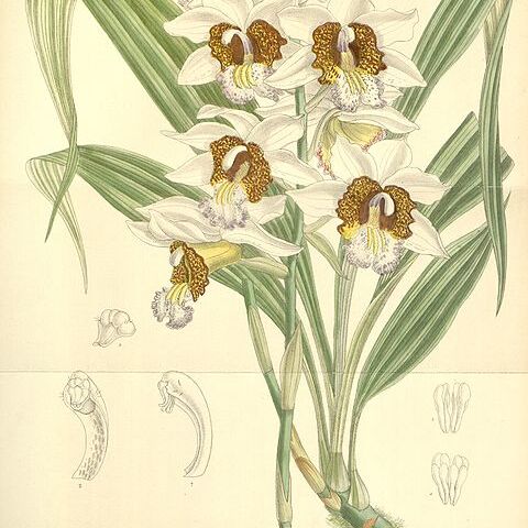 Gastrorchis tuberculosa unspecified picture