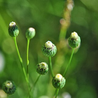 Erigeron pampeanus unspecified picture