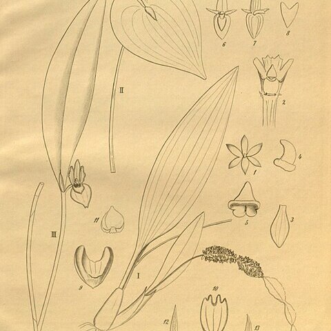 Dendrochilum convallariiforme unspecified picture