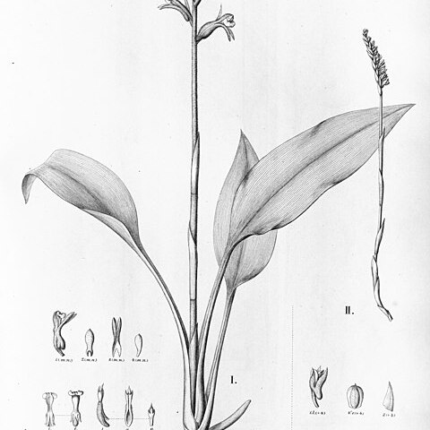 Pelexia novofriburgensis unspecified picture