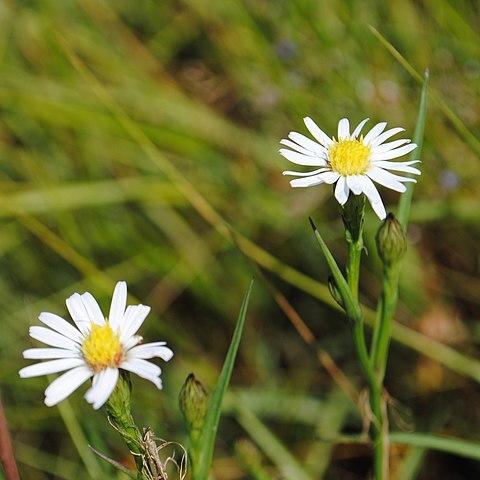 Symphyotrichum tenuifolium unspecified picture