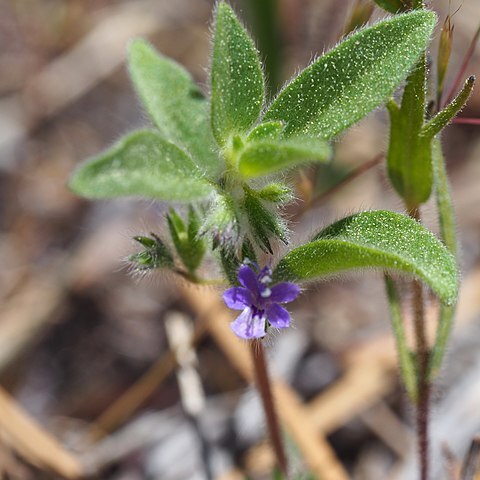 Trichostema austromontanum subsp. austromontanum unspecified picture