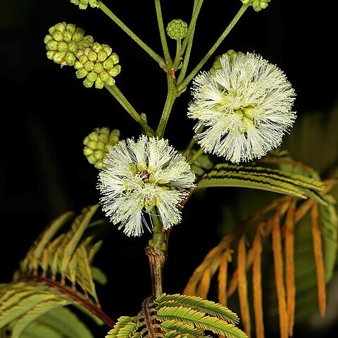 Senegalia schweinfurthii unspecified picture