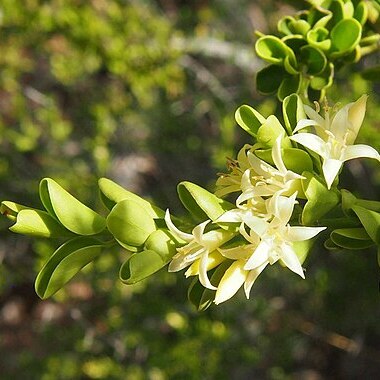 Everistia vacciniifolia var. vacciniifolia unspecified picture