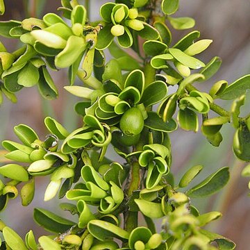 Everistia vacciniifolia var. vacciniifolia unspecified picture