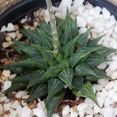 Haworthia heidelbergensis unspecified picture