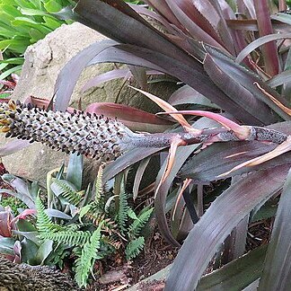 Aechmea bromeliifolia var. bromeliifolia unspecified picture