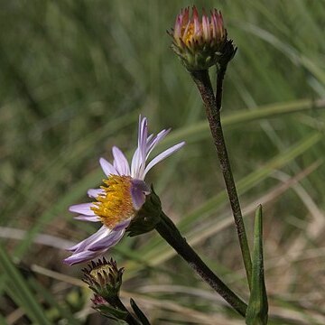 Symphyotrichum spathulatum unspecified picture