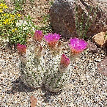 Echinocereus reichenbachii subsp. reichenbachii unspecified picture