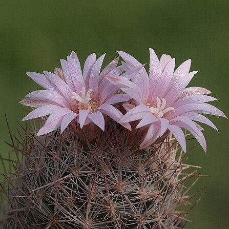 Escobaria chihuahuensis unspecified picture