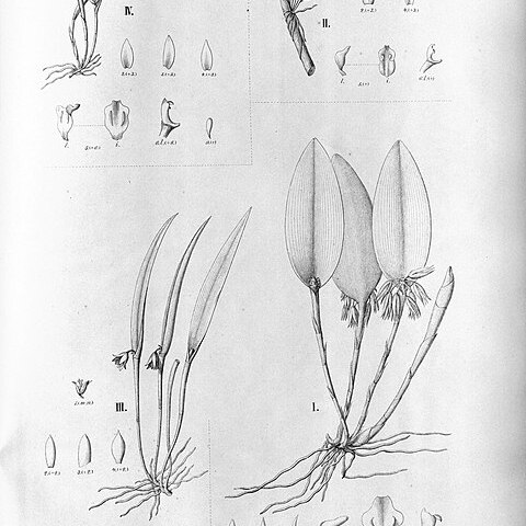 Octomeria fasciculata unspecified picture