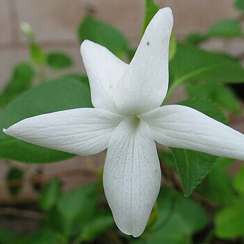 Viola chamissoniana unspecified picture