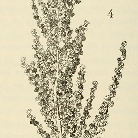 Heterostachys olivascens unspecified picture