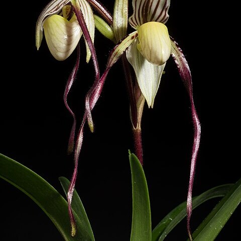 Paphiopedilum philippinense var. philippinense unspecified picture