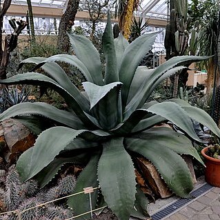 Agave salmiana var. ferox unspecified picture