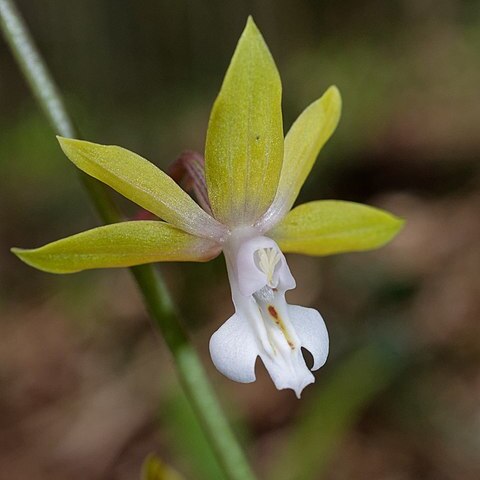 Calanthe graciliflora unspecified picture