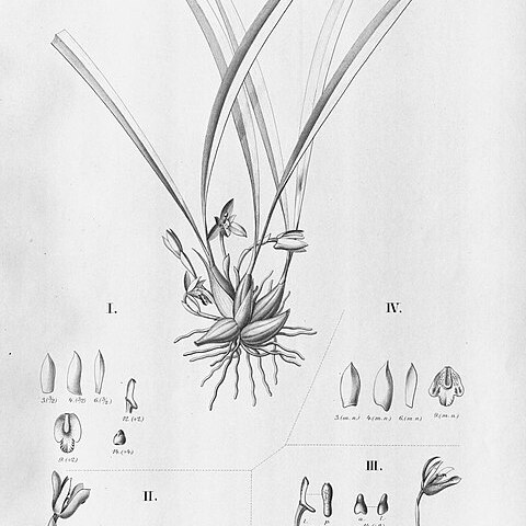 Maxillaria lilacea unspecified picture