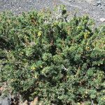 Berberis empetrifolia habit picture by Daniel Barthelemy (cc-by-nc)