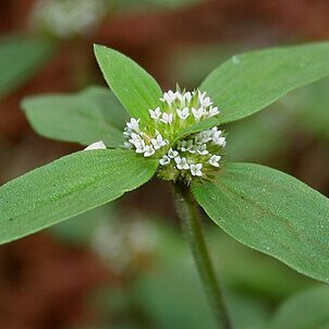 Spermacoce ocymoides unspecified picture