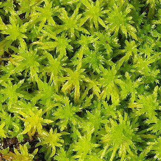 Sphagnum unspecified picture