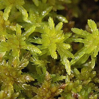 Sphagnum unspecified picture