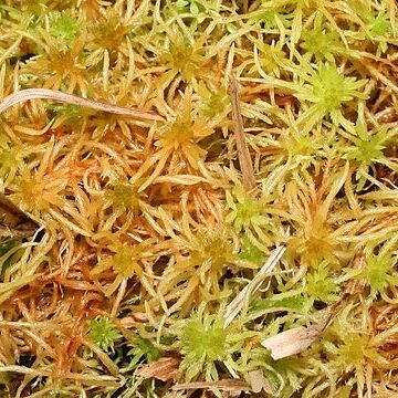 Sphagnum teres unspecified picture