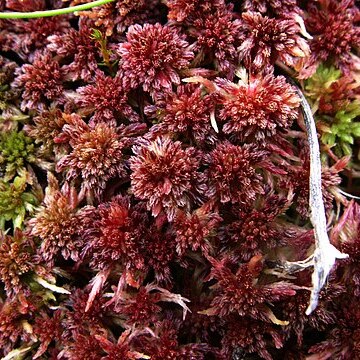 Sphagnum rubellum unspecified picture