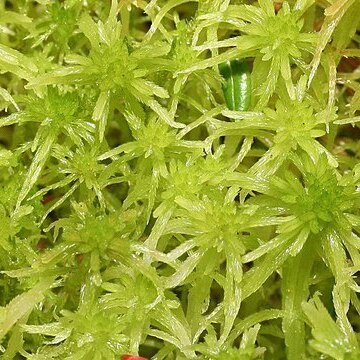 Sphagnum fallax unspecified picture