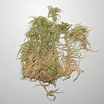 Sphagnum subnitens unspecified picture