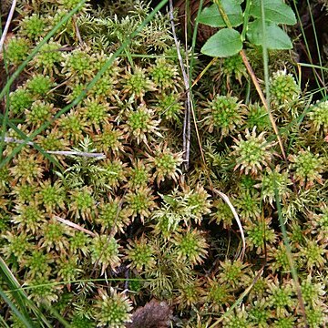 Sphagnum wulfianum unspecified picture