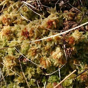 Sphagnum fuscum unspecified picture