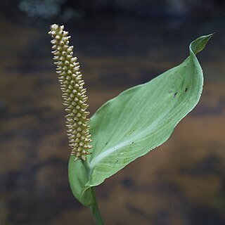 Spathiphyllum blandum unspecified picture