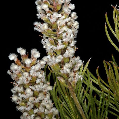 Spatalla curvifolia unspecified picture