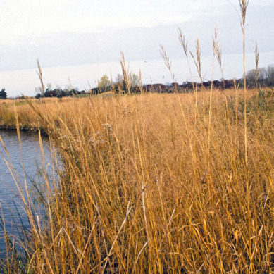 Spartina pectinata unspecified picture