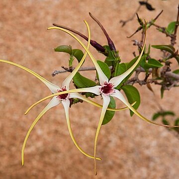 Strophanthus kombe unspecified picture