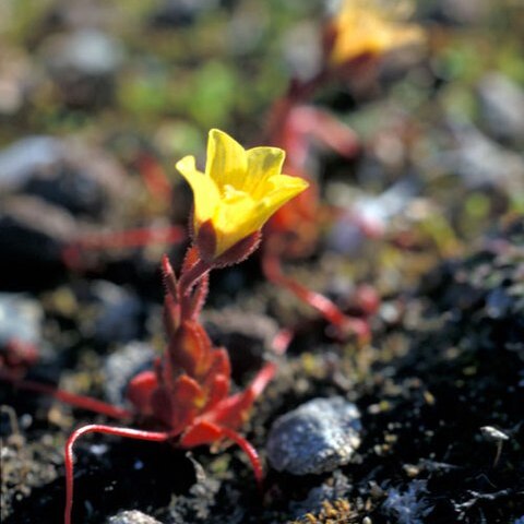 Saxifraga flagellaris unspecified picture