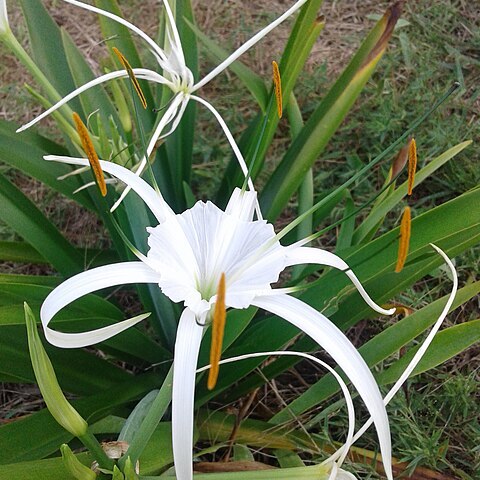 Hymenocallis choctawensis unspecified picture