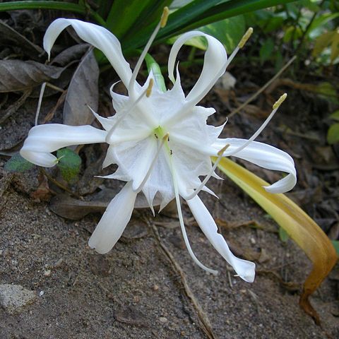 Pancratium zeylanicum unspecified picture